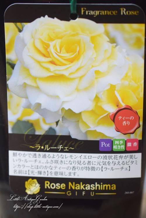 バラ苗ラ・ルーチェ - LittleAntiqueGarden～リトルアンティーク