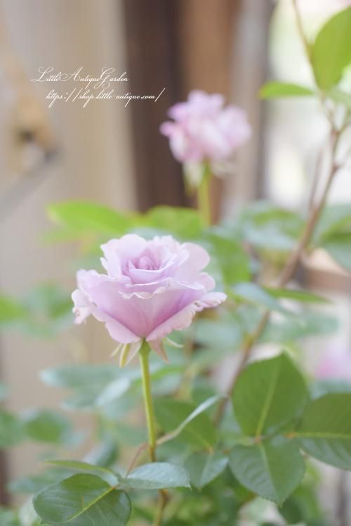 バラ苗エターナル - LittleAntiqueGarden～リトルアンティークガーデン～