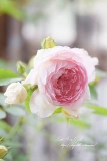 Хġ֥ࡼ롦ɥ󥸥<br>ΤԥΤ褦إѥȶե롼ƥʶλ͵鯡ʤ޺