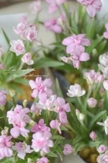 Ȭź餭åĥ֥ޡåȡסäѤʤOKε庬ʪ