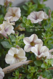 ڥ˥֥١ɡ<br>ѡץ١Υƥ顼<img class='new_mark_img2' src='https://img.shop-pro.jp/img/new/icons16.gif' style='border:none;display:inline;margin:0px;padding:0px;width:auto;' />