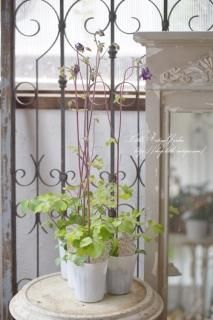 ꥪޥʥ쥮ˡ֥롼ѥäܤ椯ʼ