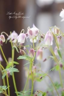 ҥᥪޥԥ󥯡ξߤʥޥ