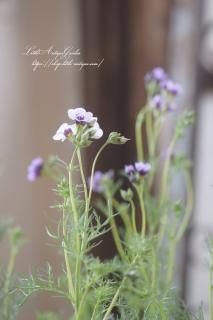 ꥢȥ磻饤ȡ¦˸äƥǡꥢǤ