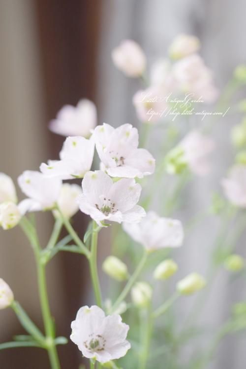 [stylejieum] Pieces of Time♠ピンクデルフィニウム250ml デルフィニウム「デジタルピンク」 - LittleAntiqueGarden