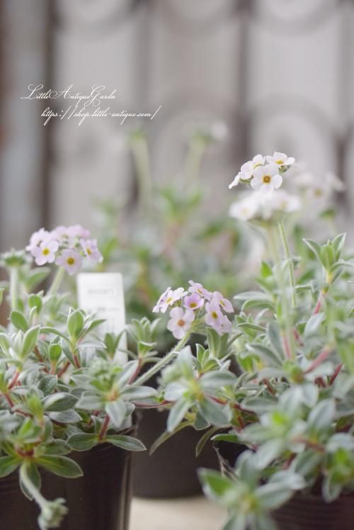 かすみそう カスミソウ | 花き | 製品情報 | 住化農業資材株式会社 種苗部