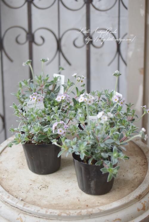 アンドロサケ・ラヌギノーサ「ユキカスミソウ