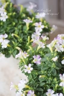 व󥪥ꥸʥܷϥڥ˥֥ˡʡ<br>غ餭βİڥ˥