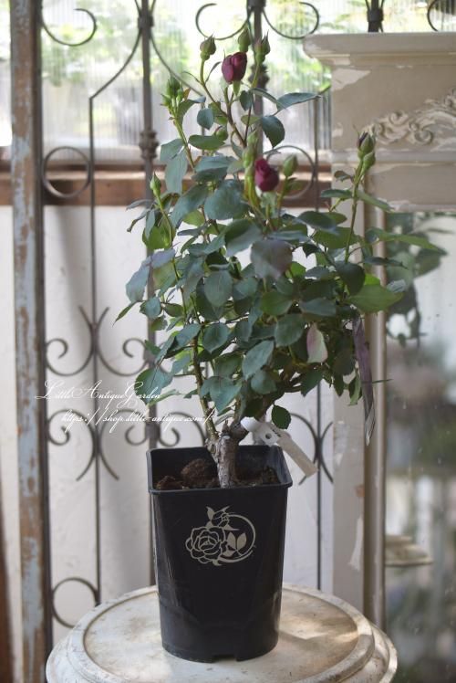 ￼￼オデュッセイア接木大苗　8号鉢付き　バラ苗 バラ6寸大苗「オデュッセイア」 - LittleAntiqueGarden～リトル