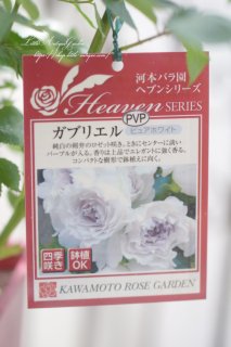 バラ６寸大苗「カブリエル」<br>ブルー系の強香大輪種！河本バラ園　日本で生まれたバラです。