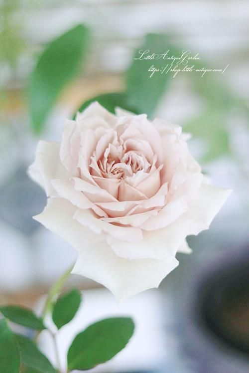 バラ6寸大苗「エアリエル」- LittleAntiqueGarden～リトル