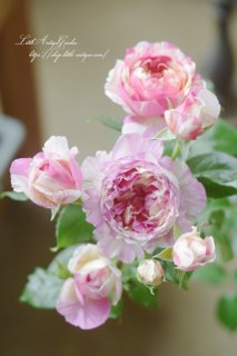 バラ６寸大苗「クロード・モネ」<br>ペインターシリーズ。絞りが入る可愛らしいバラ！花もち香り耐病性よしの優秀さん。デルバール社