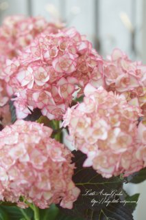 アジサイ「ミスサオリ」<br>縁取りが赤ピンクの女性らしいハイドランジア　
2016年受賞品種！