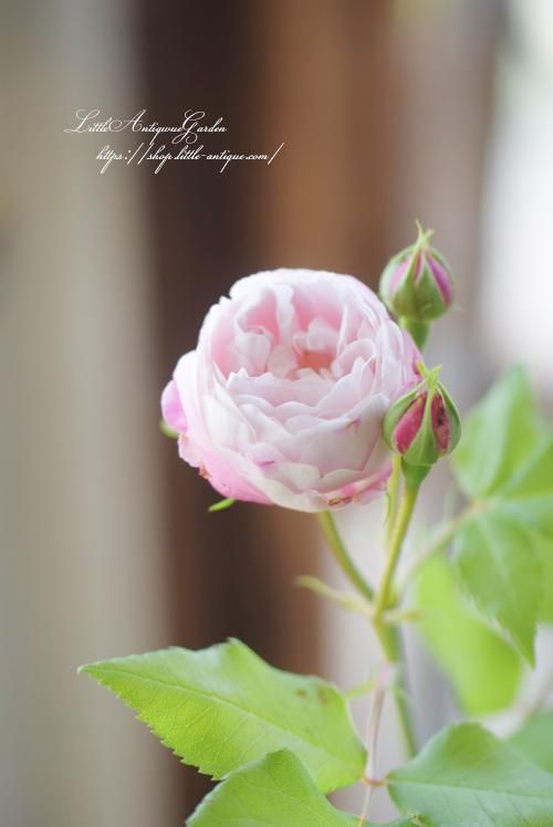 バラ苗マダム・ピエール=オジェ LittleAntiqueGarden~リトル バラ苗マダム・ピエール=オジェ LittleAntiqueGarden~リトル