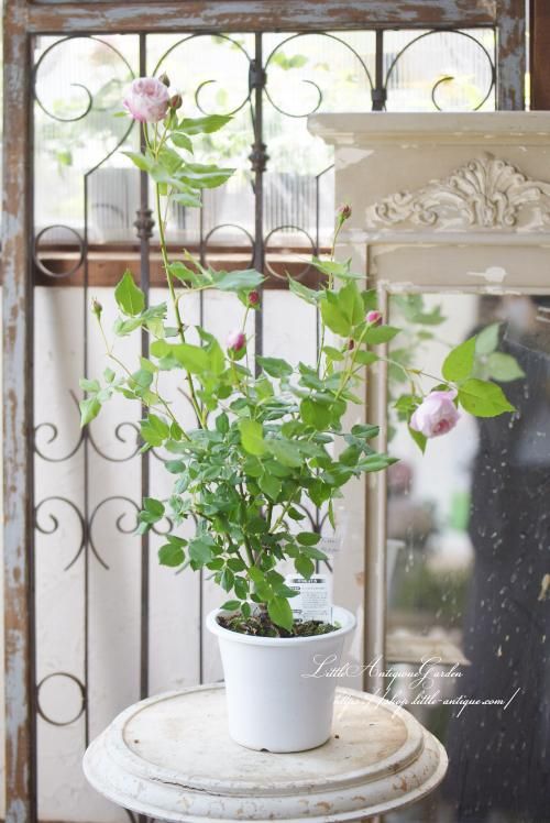 バラ苗マダム・ピエール=オジェ LittleAntiqueGarden~リトル バラ苗マダム・ピエール=オジェ LittleAntiqueGarden~リトル