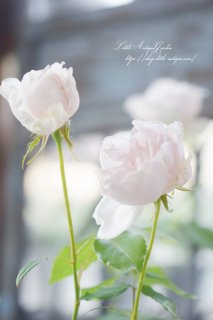 Х飲ǯġ֥ޥࡦեåɡᥭꥨ<br>ʤɤΰǤѤ붯ĤХ