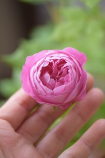 バラ２年生大苗「ヴィクトリー」<br>推定「ラ・レーヌ・ビクトリア」。カップ咲きの強香オールドローズ。