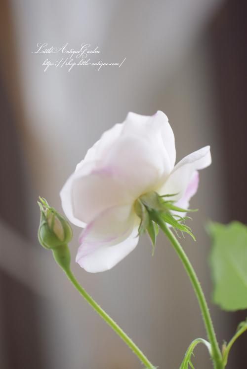 バラ2年生大苗「ブール・ド・ネージュ」 LittleAntiqueGarden バラ2年生大苗「ブール・ド・ネージュ」 LittleAntiqueGarden