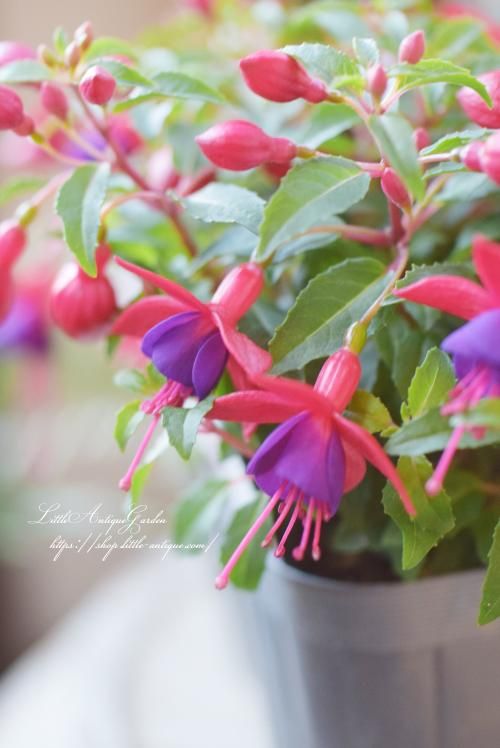 フクシア「プーニー」-LittleAntiqueGarden～リトルアンティーク