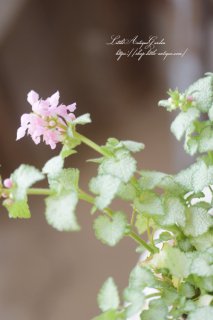 ߥࡦ֥å֥ߡ<br>İ餷ԥ󥯲ּɥСˢѥä뤯ʤ