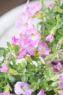 ֥饳쥪֥ԥ󥯥ɡ׿狼͵꡼