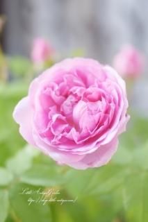 LittleAntiqueGarden～リトルアンティークガーデン～