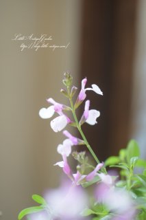 サルビア・ミラージュ「ソフトピンク」　多花性で毎年咲く強健種ミラージュシリーズ！　M&Bフローラ