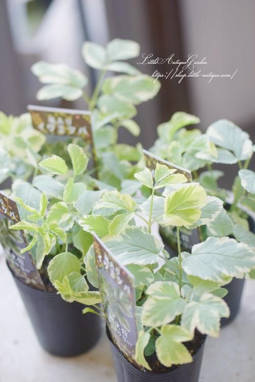 斑入りエゴポディウム（イワミツバ） - LittleAntiqueGarden～リトル
