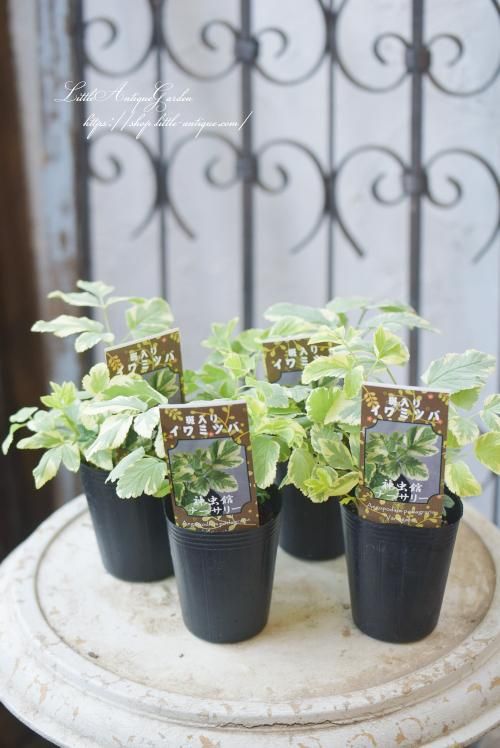 斑入りエゴポディウム（イワミツバ） - LittleAntiqueGarden～リトル