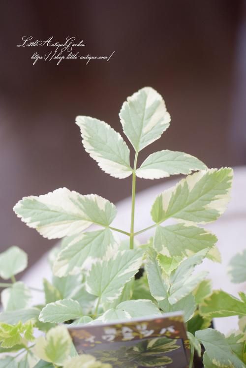 斑入りエゴポディウム（イワミツバ） - LittleAntiqueGarden～リトル