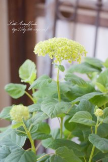 �ϥ��ɥ�󥸥��֥��ʥ٥��<br>���Υ��������β�ƻ��������1�Ĥ��ߤ�������۲�<img class='new_mark_img2' src='https://img.shop-pro.jp/img/new/icons16.gif' style='border:none;display:inline;margin:0px;padding:0px;width:auto;' />