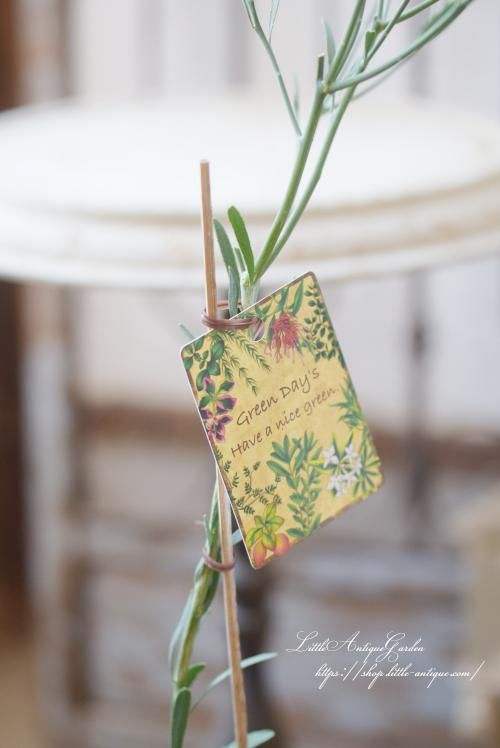 デザートライム- LittleAntiqueGarden～リトルアンティークガーデン～