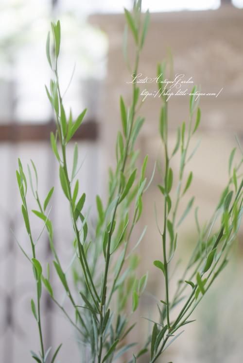 デザートライム- LittleAntiqueGarden～リトルアンティーク