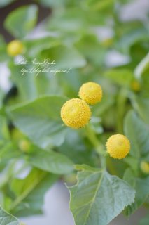 スピランサス・アクメラ『エッグボール』<br>黄色いポンポンが可愛いキク科のお花。たまごボールとも呼ばれます。