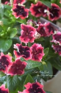 ե󥸺餭˥˥֥֥åɥ󥸥<br>礵󥪥ꥸʥ