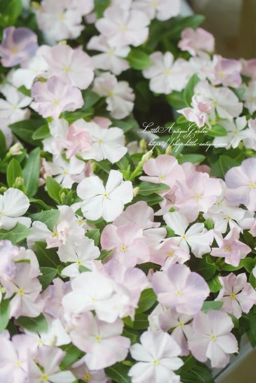 ニチニチソウ「季のしらべ」 - LittleAntiqueGarden～リトル