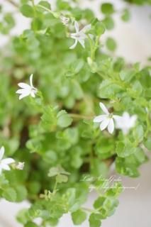 ץƥ󥰥顼ܥ<br>Τ褦򤤤֤餭ޤɥСˢ