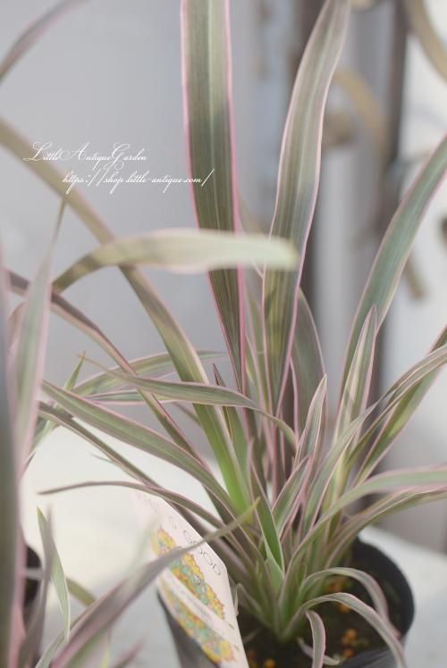ニューサイラン・ピンクストライプ- LittleAntiqueGarden
