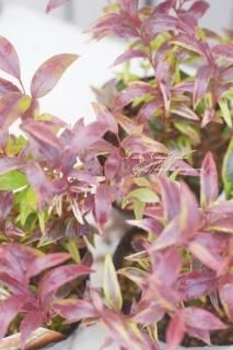 襦ʥƥ֥饤סOK󤻿ˢ