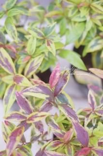 襦ʥƥ֥饴ɡסOK󤻿ˢ