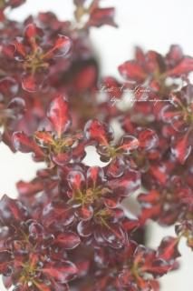 ץޡ֥ѥեå󥻥åȡ