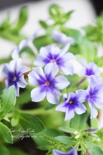 ʼեå֥ȥѥƥ롦֥롼סؤ⤯ʤʤեå