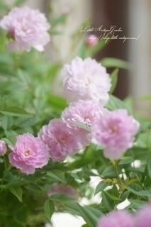 ߥ˥ХֹΥߥ˥Х顦ܥ<br>øԥ󥯤Τ֤˼餭ǹ롪