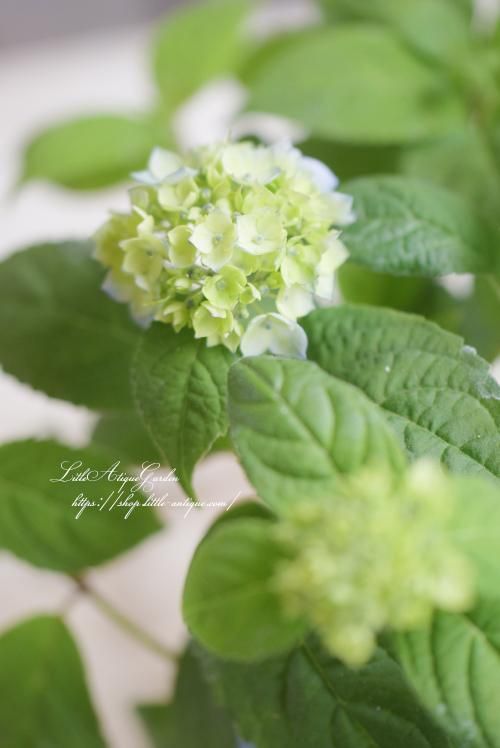 ヤマアジサイ「津江の小てまり」- LittleAntiqueGarden～リトル