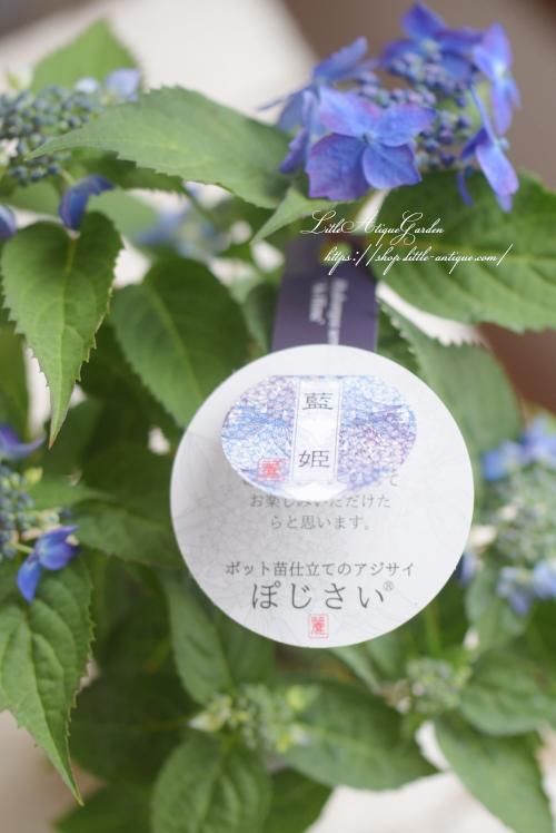 ヤマアジサイ「藍姫」- LittleAntiqueGarden～リトル