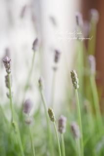 ٥̤Τסۥ磻ȡԥ󥯡Τ٥Ƥ䤹Хǥ