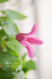 ޥ֥ץ󥻥ʡ<br>ʥ륬ǥ˷礫ʤ͵Ƕ