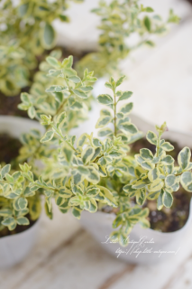 СץڥåȡäڡˤȤޤ<img class='new_mark_img2' src='https://img.shop-pro.jp/img/new/icons16.gif' style='border:none;display:inline;margin:0px;padding:0px;width:auto;' />