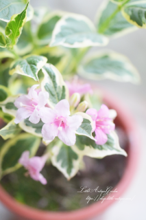 ϥͥĥ<br>ǯǤǺ餭ޤۥ磻ȡԥ󥯤Ѳ뤪֤դäѤ<img class='new_mark_img2' src='https://img.shop-pro.jp/img/new/icons16.gif' style='border:none;display:inline;margin:0px;padding:0px;width:auto;' />