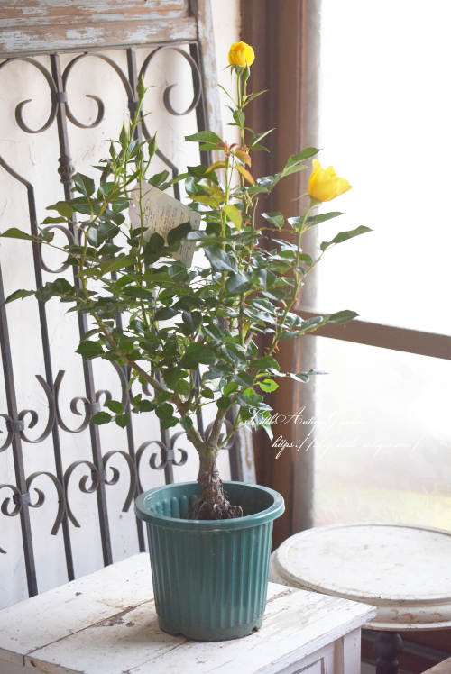 バラ「イエローシンプリシティ」 - LittleAntiqueGarden~リトル バラ「イエローシンプリシティ」 - LittleAntiqueGarden~リトル